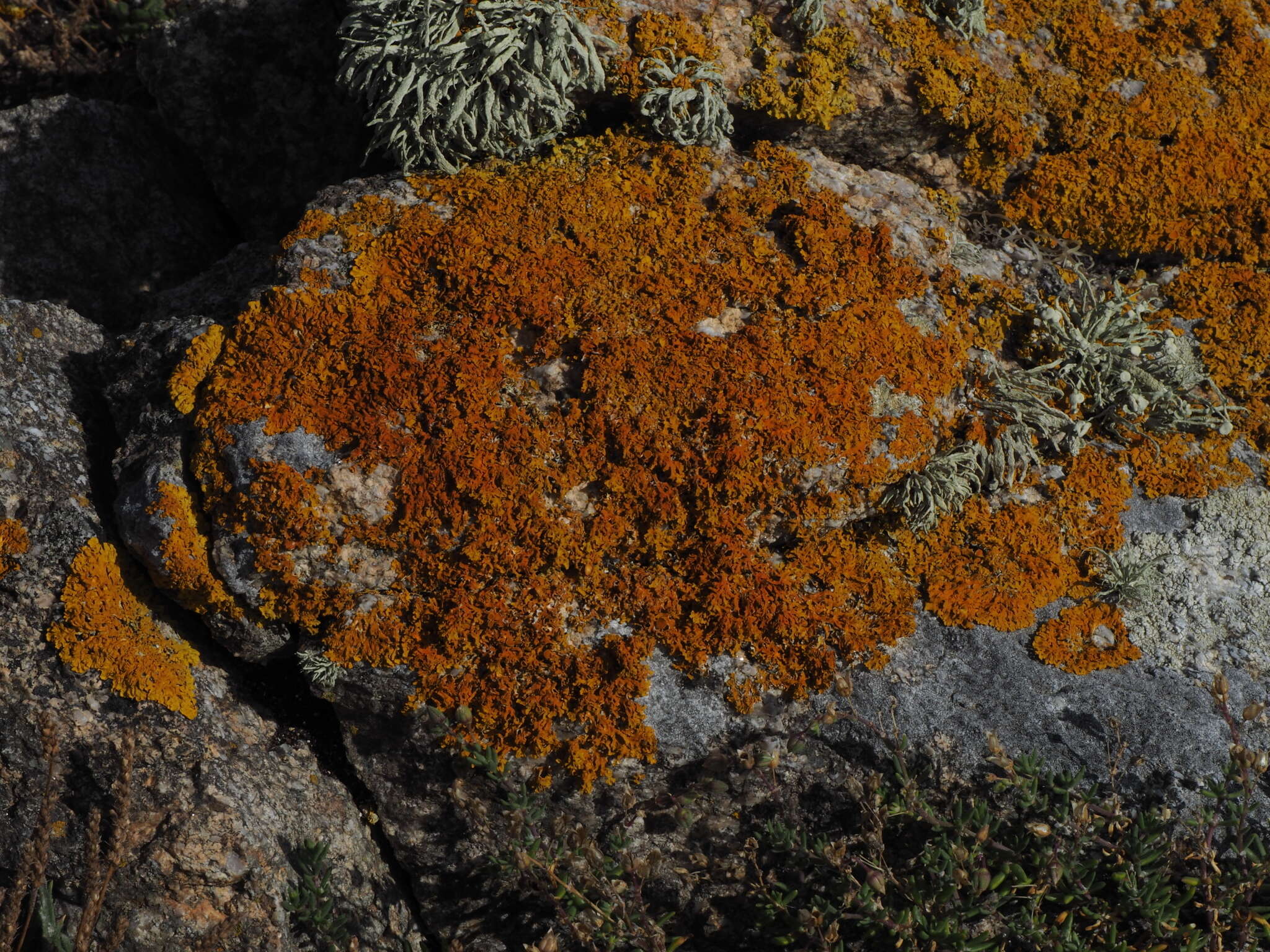 Image of Xanthoria aureola (Ach.) Erichsen