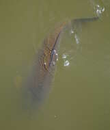 Image of common carp, carp