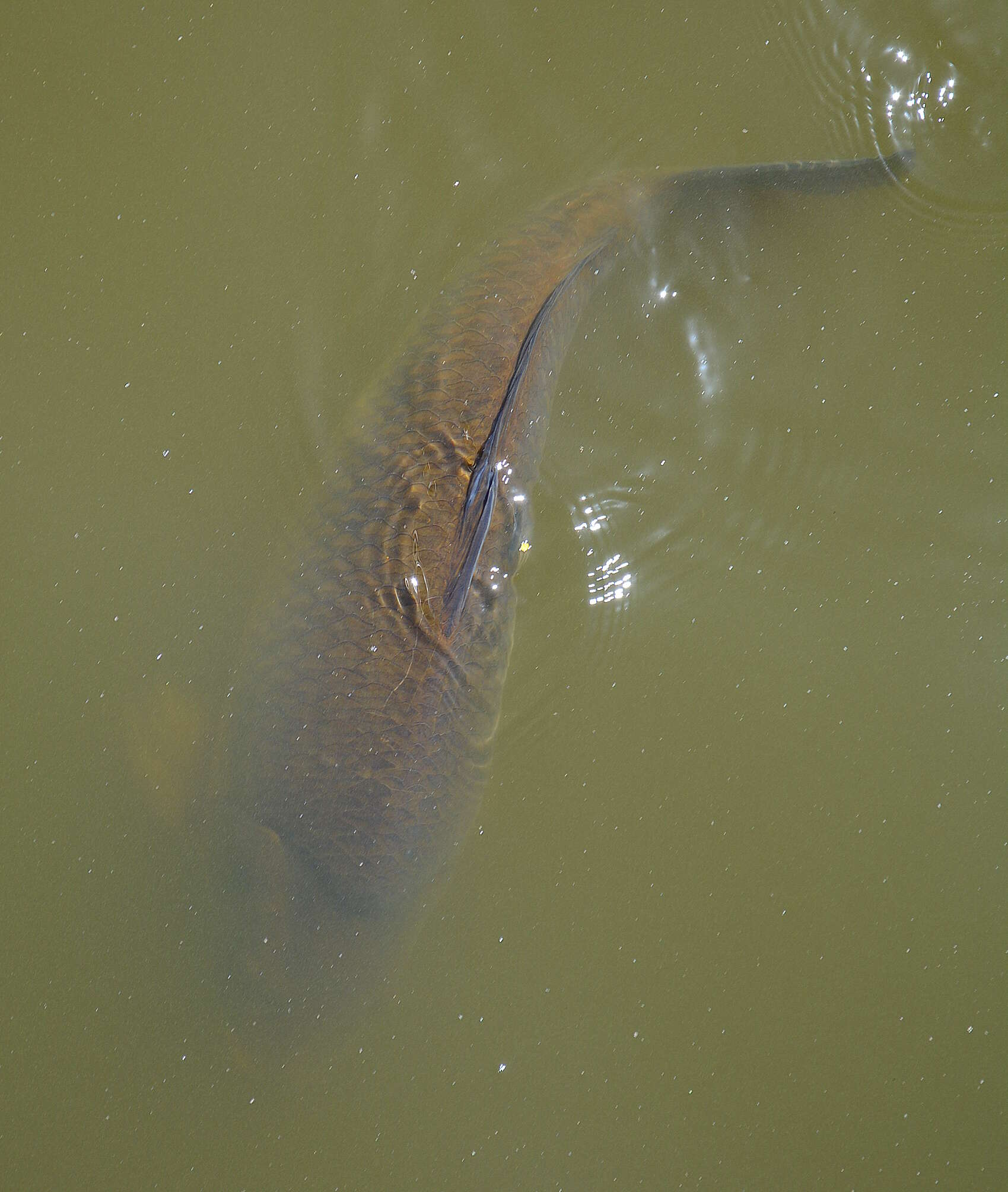 Image of common carp, carp