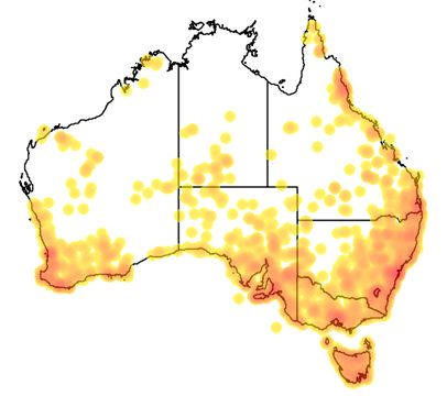 <span class="translation_missing" title="translation missing: en.medium.untitled.map_image_of, page_name: Bull ants">Map Image Of</span>