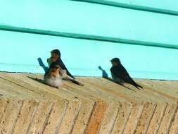 Image of Hirundo neoxena neoxena Gould 1842