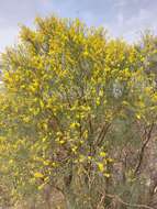 Image of Mt. Etna broom