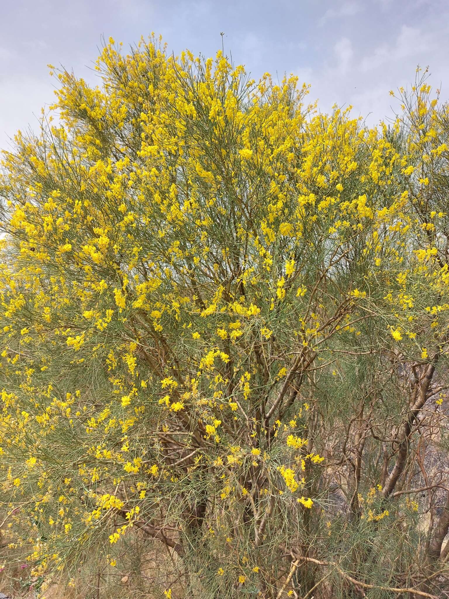 Imagem de Genista aetnensis (Biv.) DC.