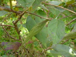 Image of Matelea porphyrantha (Standl.) R. E. Woodson