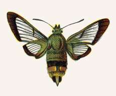 Image of broad-bordered bee hawk-moth