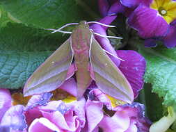 Image of elephant hawk-moth