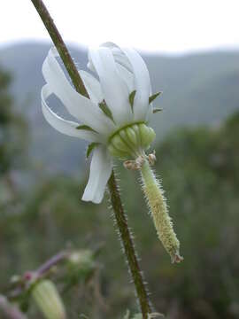 Image of Rough-leaved Michauxia