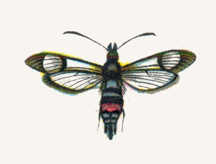 Image of Synanthedon culiciformis