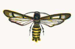 Image of Raspberry Clearwing