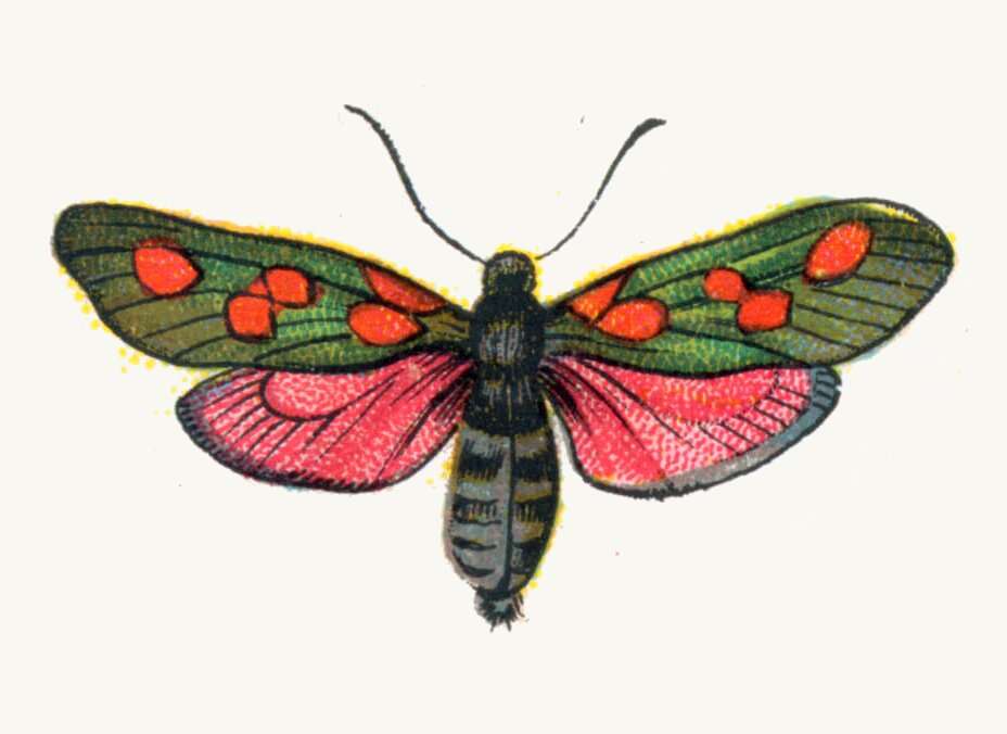 Image of Zygaena trifolii Esper 1783