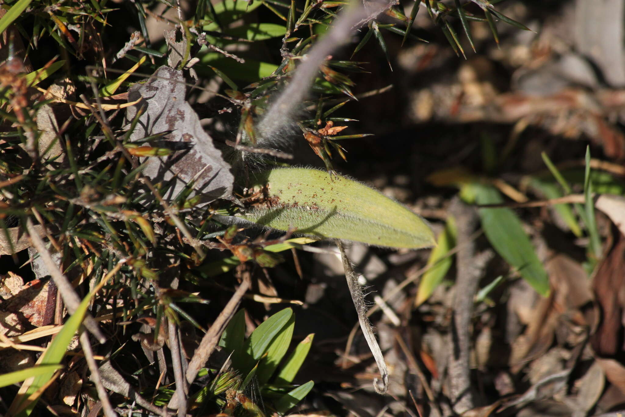 Image of Eastern Mantis Orchid