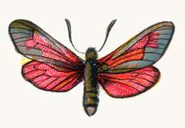 Image of Zygaena minos