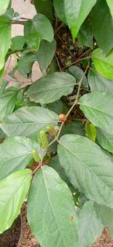 Image of Javanese long pepper