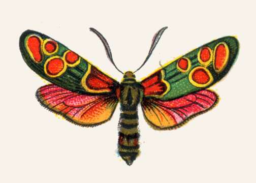 Image of Zygaena carniolica Scopoli 1763