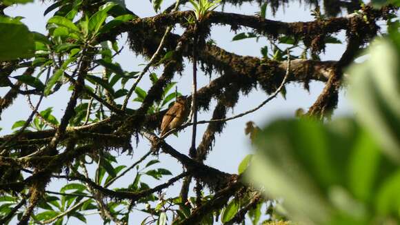 Image of Rufous Mourner