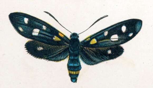 Image of Zygaena ephialtes Linnaeus 1767