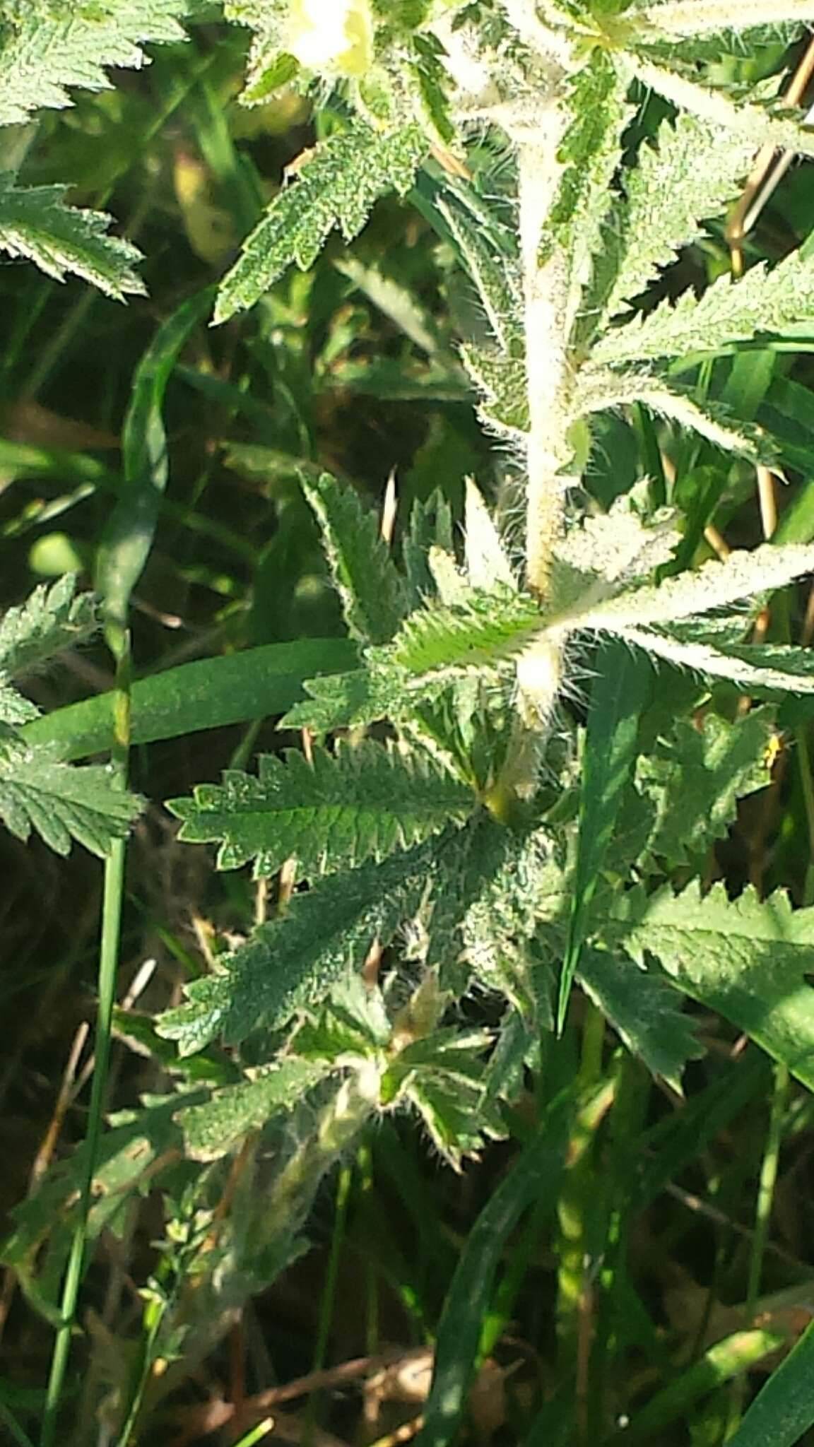 Image of sulphur cinquefoil