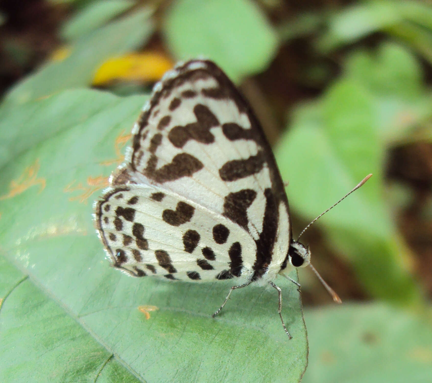 Image of Common Pierrot