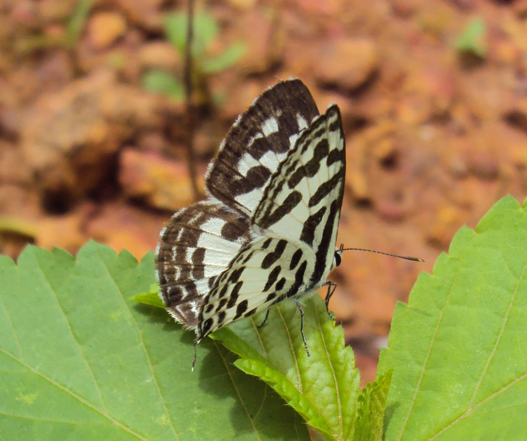 Image of Common Pierrot