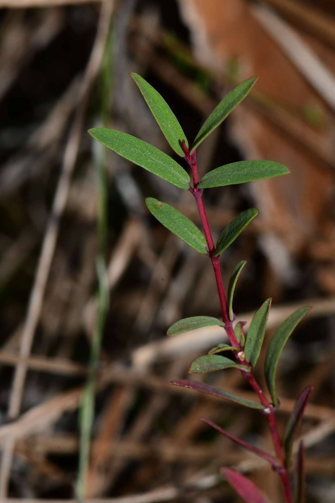 Imagem de Euphorbia gariepina subsp. balsamea (Welw. ex Hiern) L. C. Leach