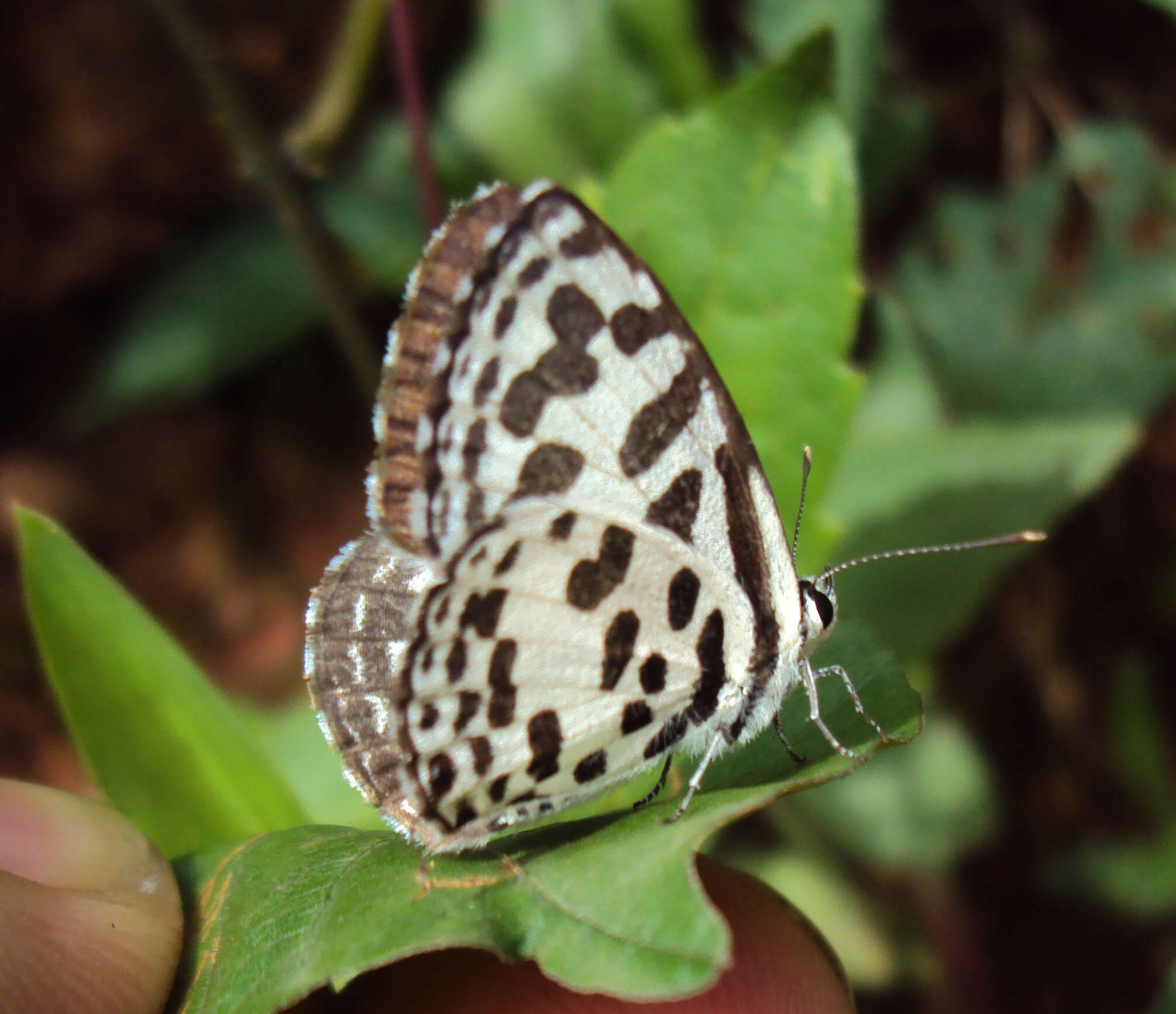 Image of Common Pierrot