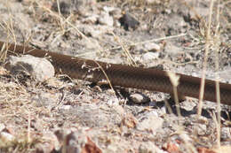 Image of Eastern brown snake