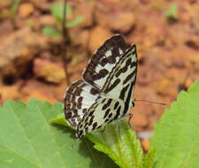 Image of Common Pierrot