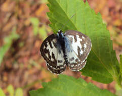 Image of Common Pierrot