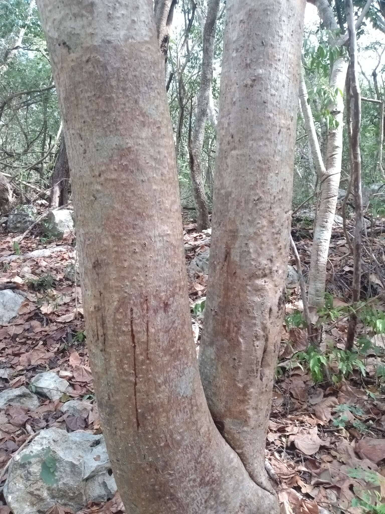 Image of Jatropha gaumeri Greenm.