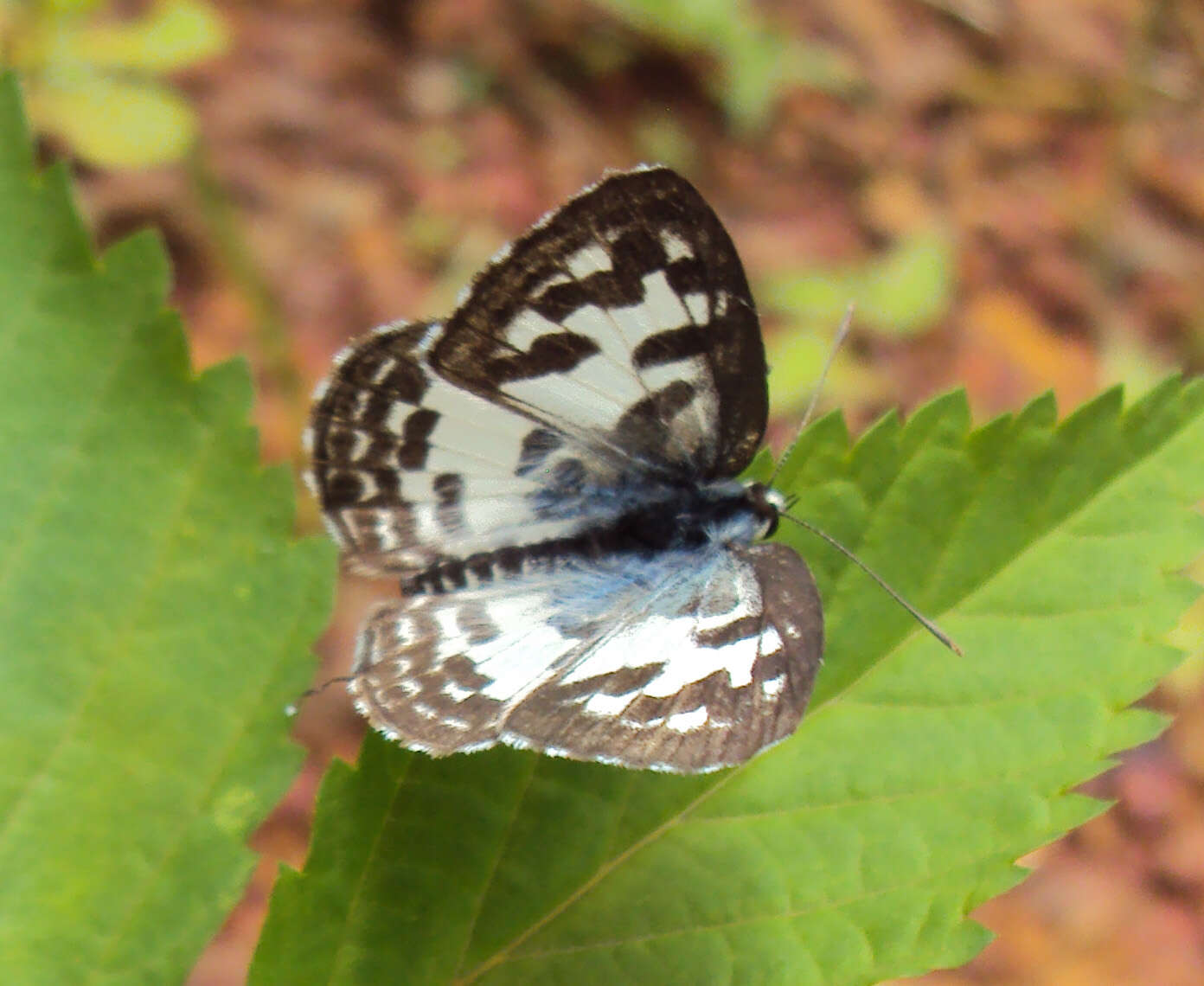 Image of Common Pierrot