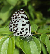 Image of Common Pierrot