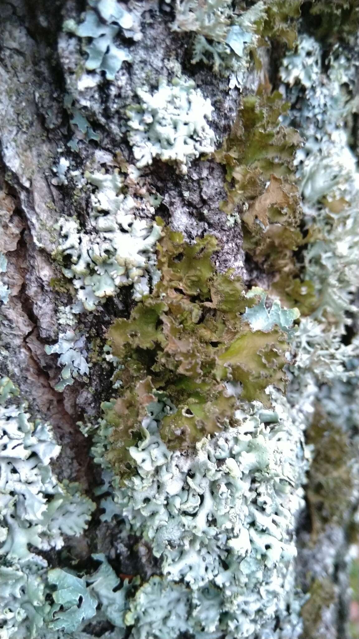 Image of Silver-lined Wrinkle Lichen