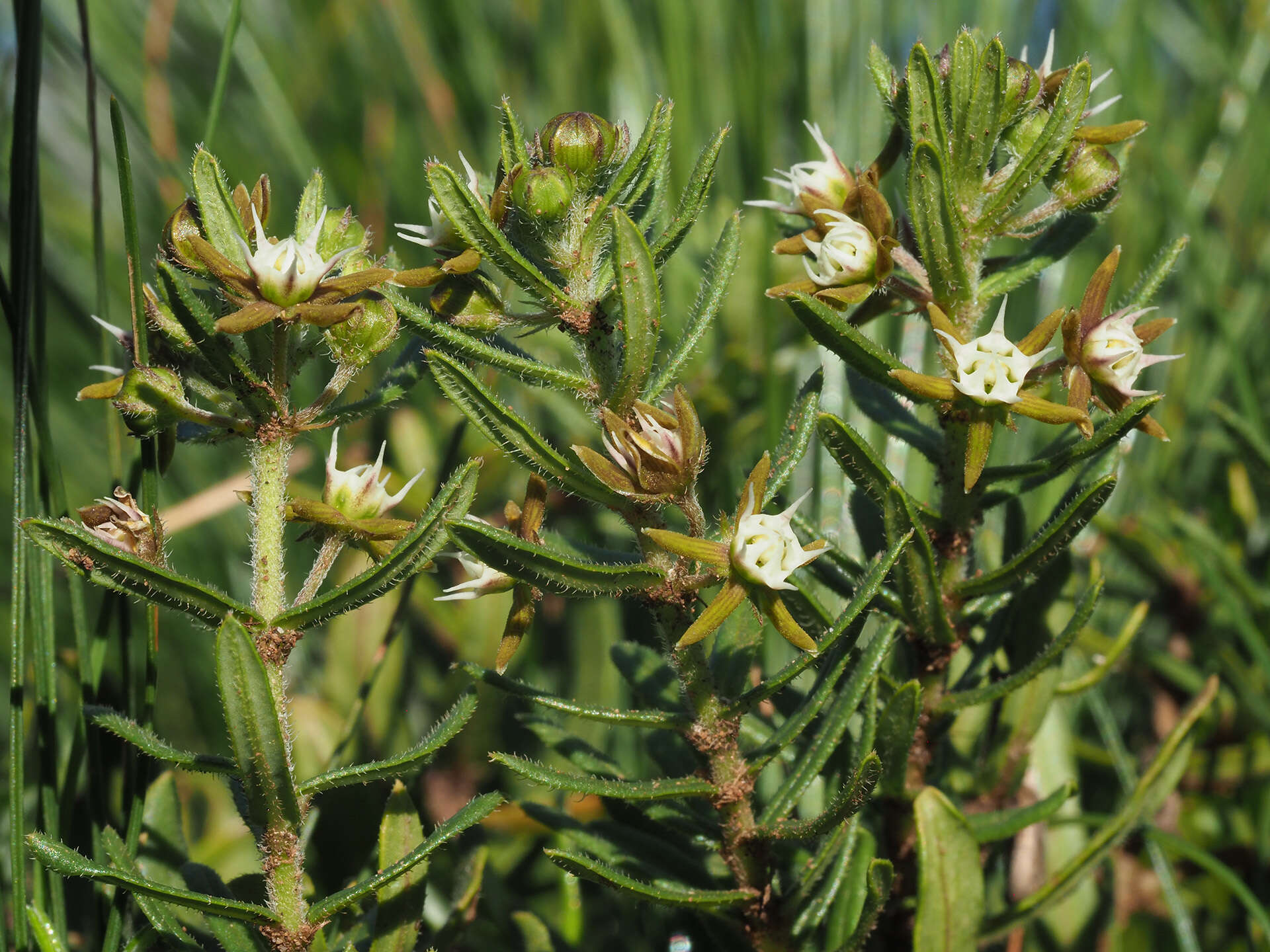 Image of Aspidoglossum heterophyllum E. Mey.