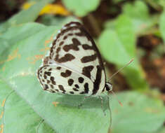 Image of Common Pierrot