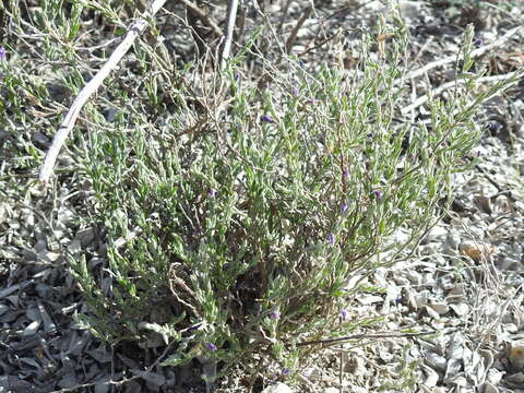 Image of glandleaf milkwort