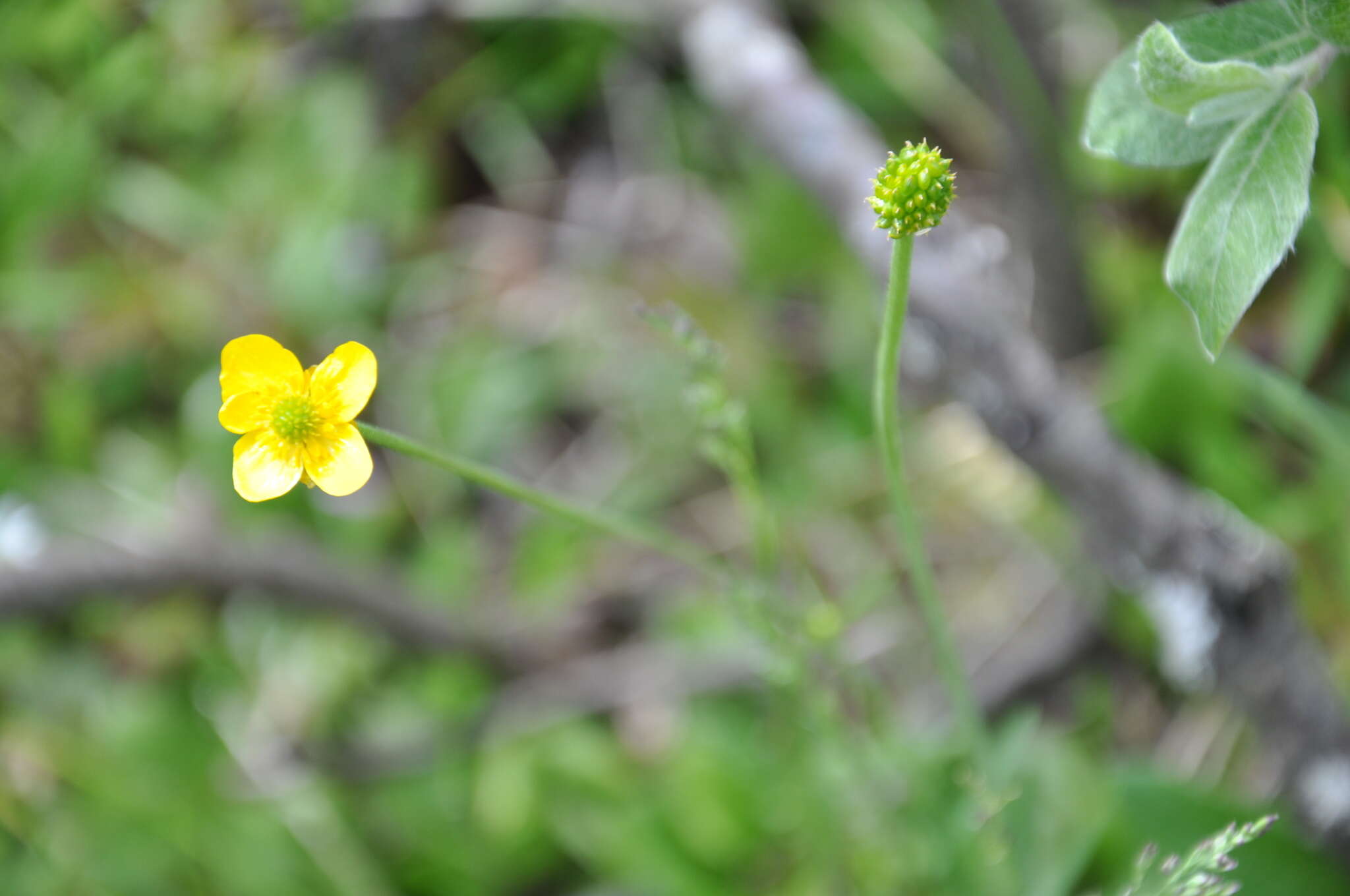 Image of surefoot buttercup