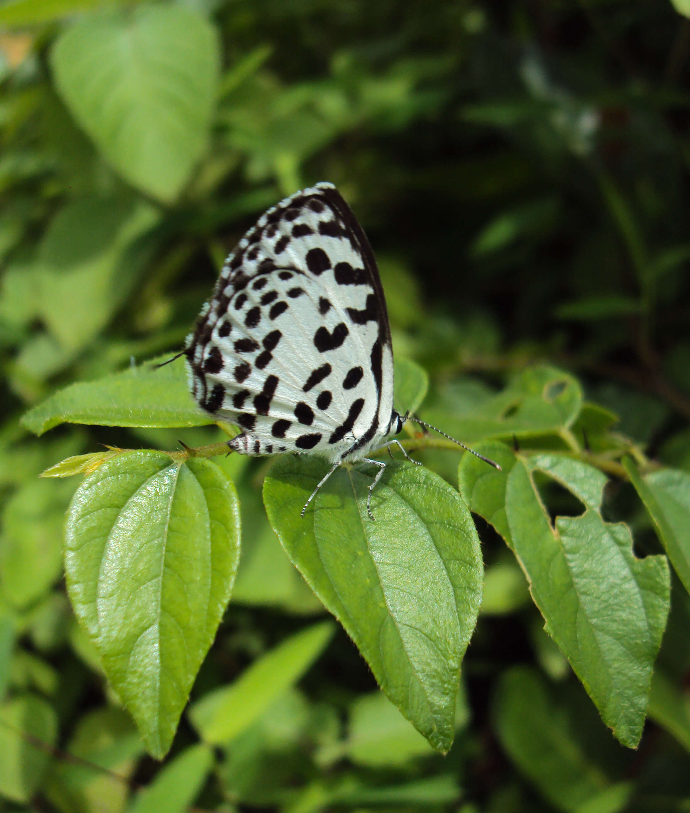 Image of Common Pierrot