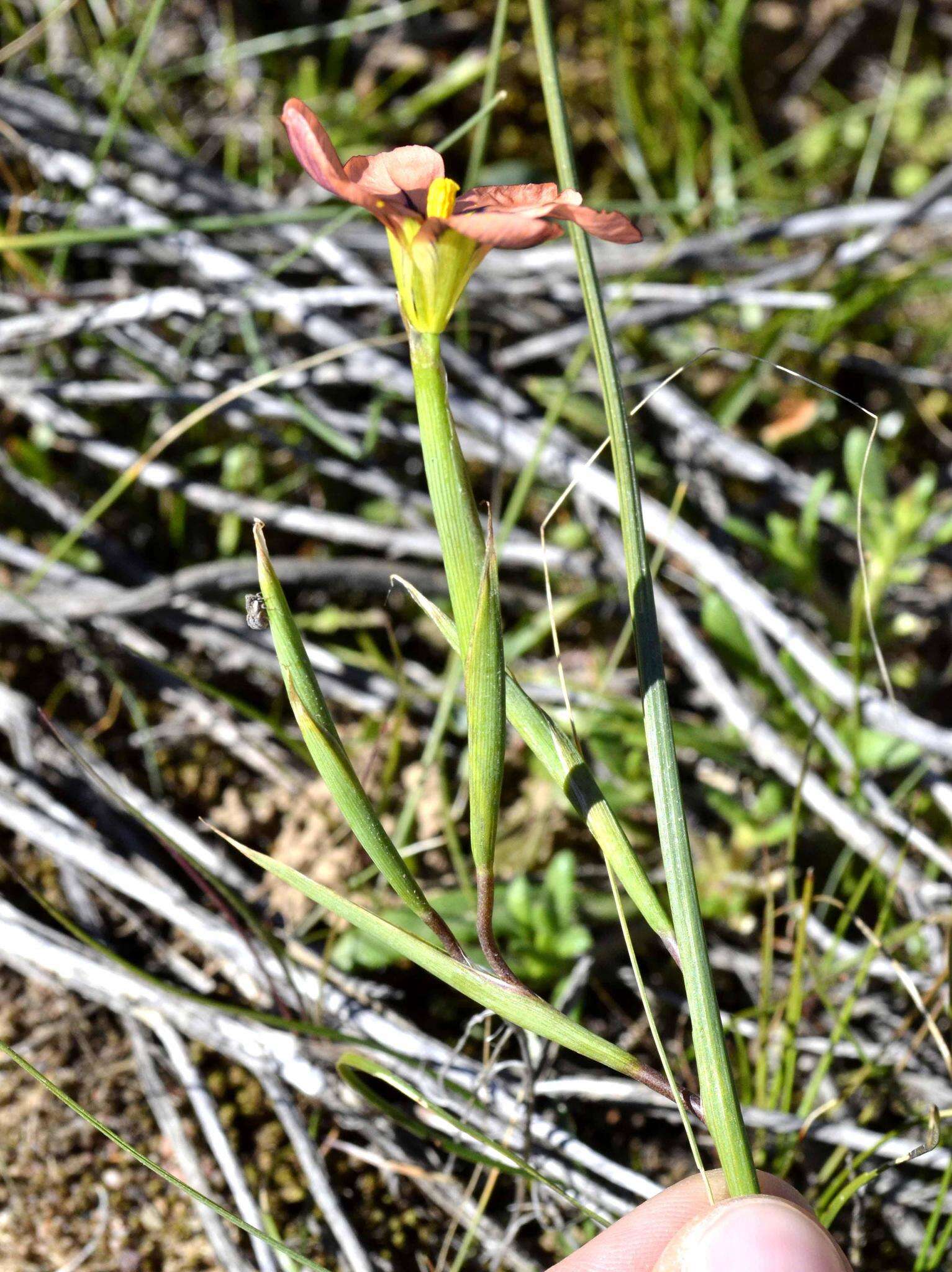 Image of Moraea vallisbelli (Goldblatt) Goldblatt