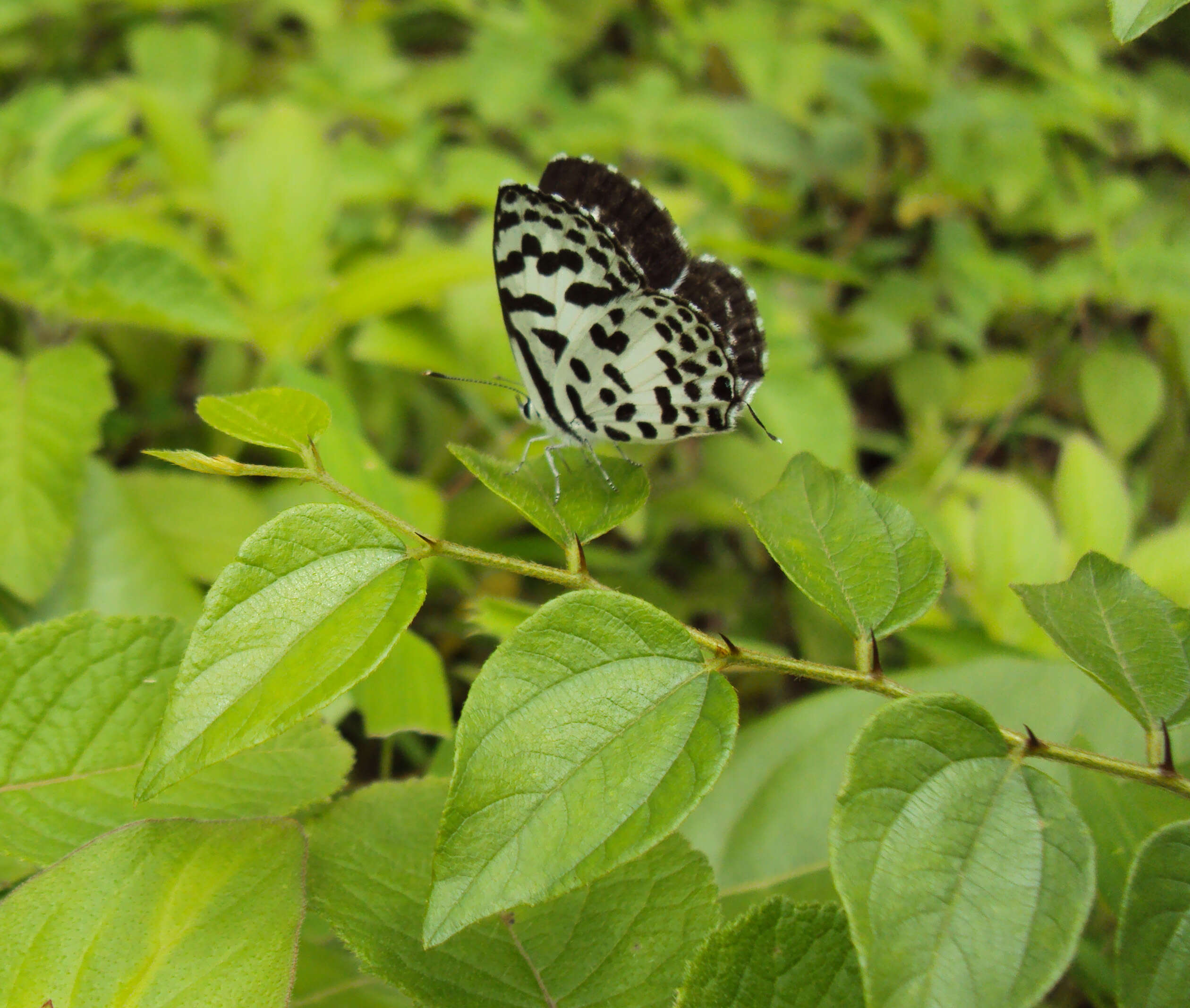 Image of Common Pierrot