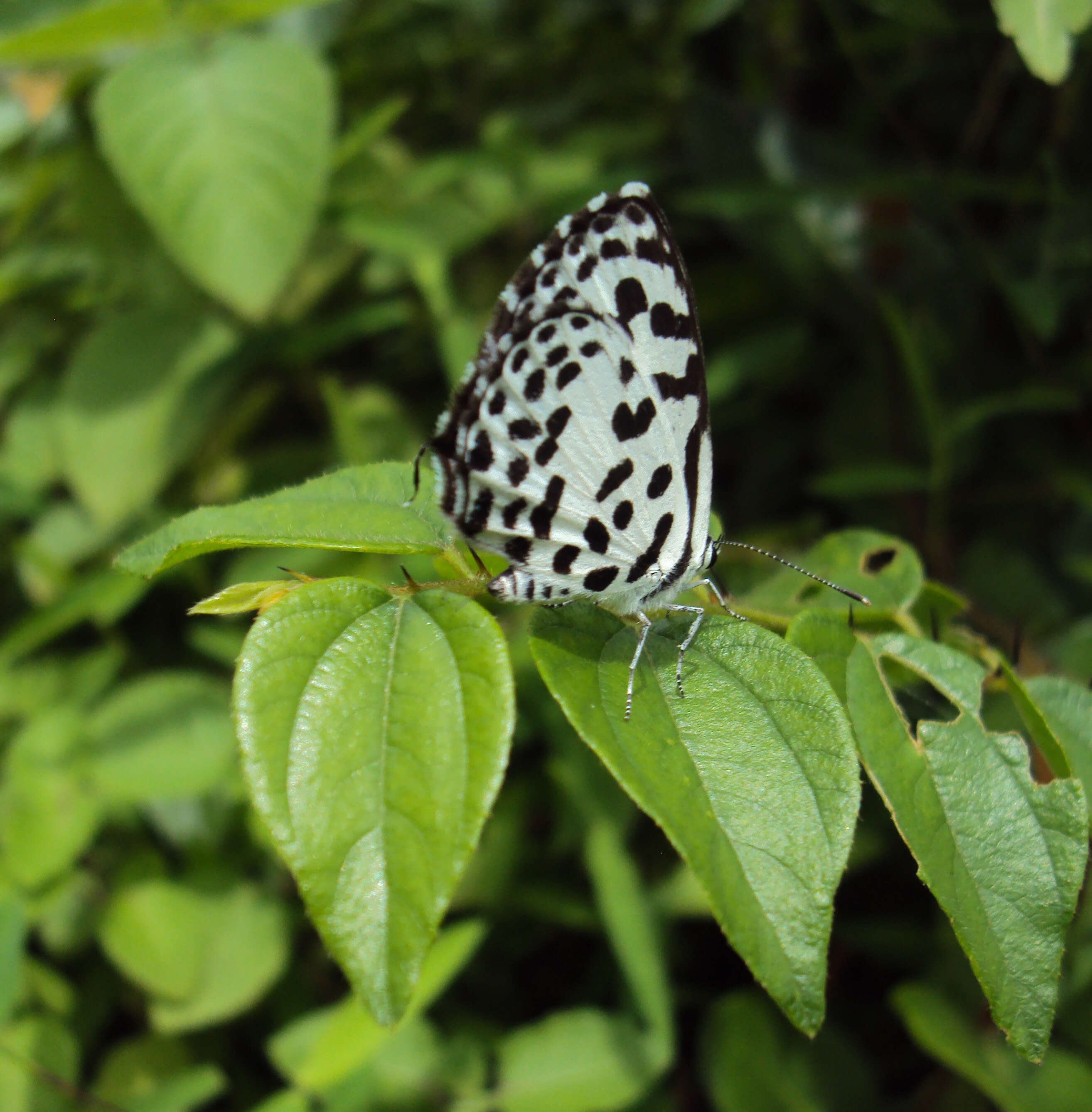 Image of Common Pierrot