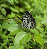 Image of Common Pierrot