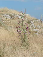 Image of Onopordum illyricum subsp. illyricum