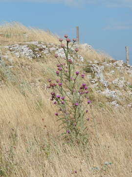 Imagem de Onopordum illyricum subsp. illyricum