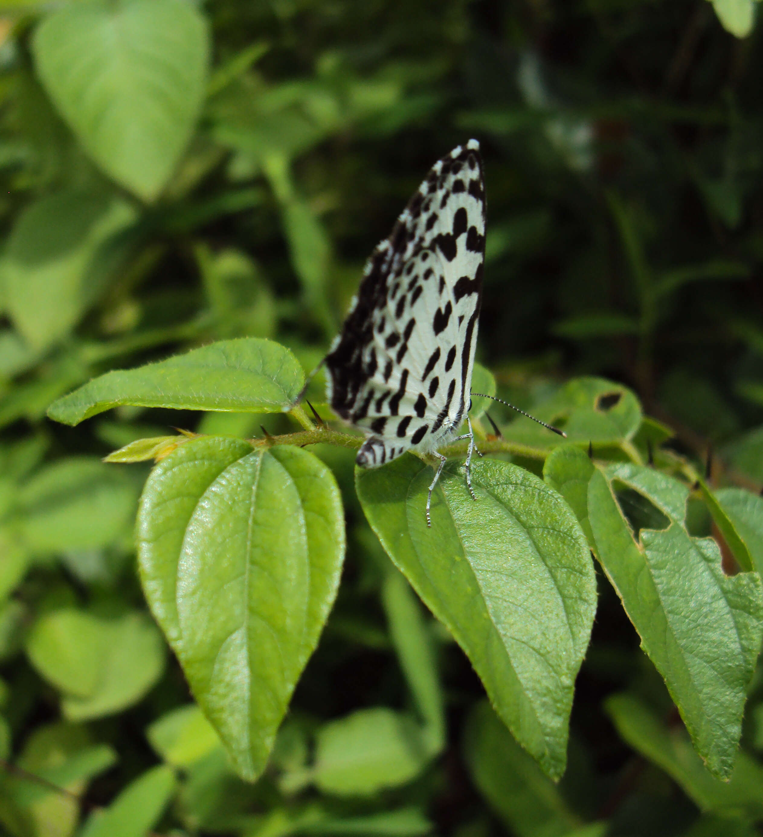 Image of Common Pierrot