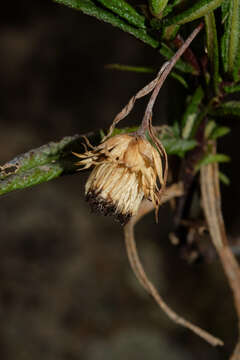 Image of Aristeguietia ballii (Oliv.) R. King & H. Rob.