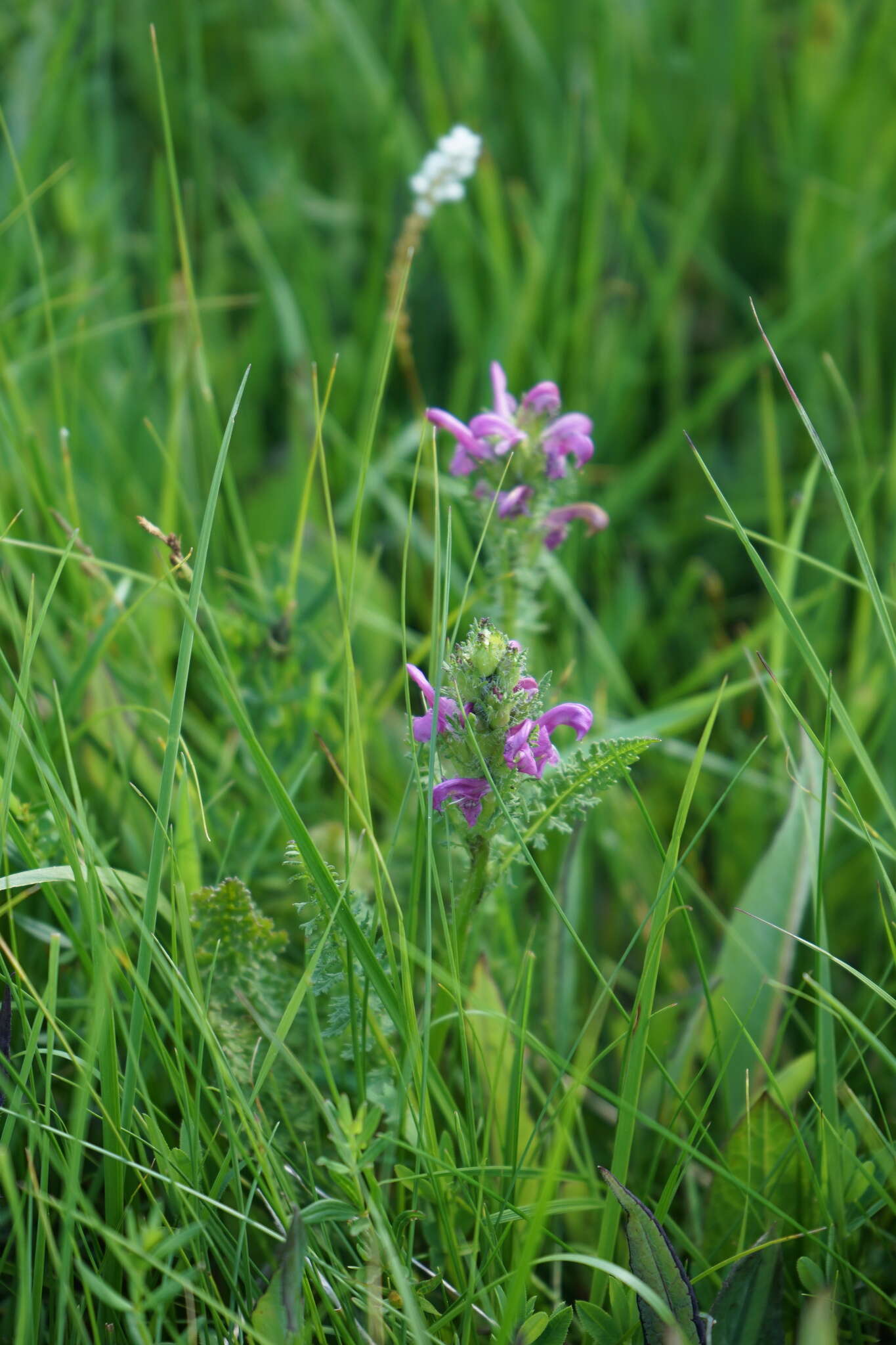 Image of Pedicularis uliginosa Bunge