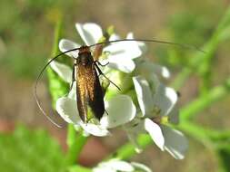 Image of Cauchas rufimitrella