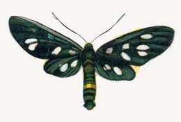 Image of nine-spotted