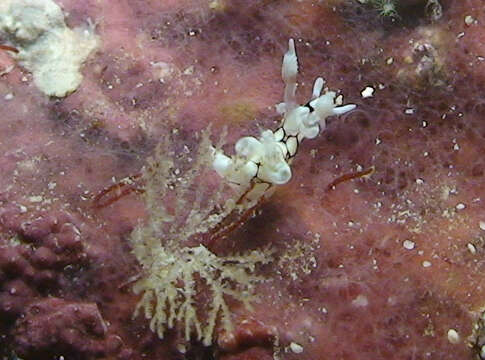 Image of Trapania squama Gosliner & Fahey 2008