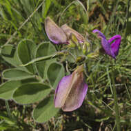 Image of Tephrosia natalensis subsp. pseudocapitata (H. M. L. Forbes) Schrire